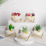 Сканди по творческому симуляции, сочные зеленые растения, микроаллянтские растения, расположенные в спальне гостиная на рабочем столе на рабочем месте