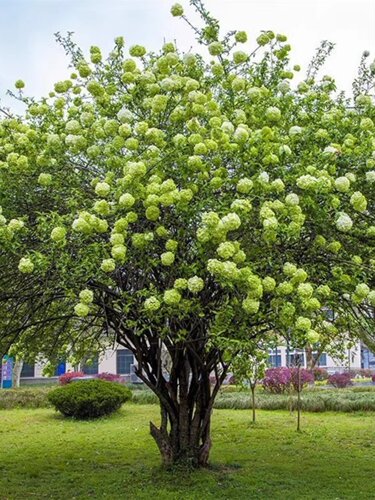中华木本斗球耐寒耐旱耐高温庭院别墅盆栽地栽高端绿植大型绣球花