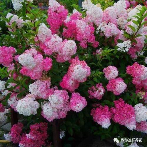 木本粉色香草草莓石灰灯耐寒耐晒庭院盆栽地栽露天阳台圆锥绣球花