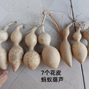 7个天然异形花皮蚂蚁葫芦D5号