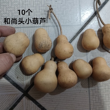 10个天然异形可爱和尚头小葫芦收藏把玩文玩