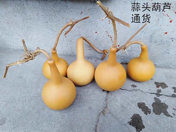 天然异形单肚独头大蒜头葫芦文玩通货3元一个