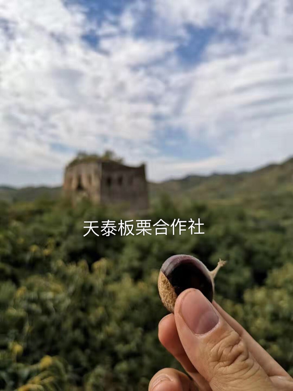 板栗香甜糯，纯天然无污染