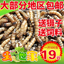包邮 大麦虫活体超级面包虫活虫宠物蜥蜴乌龟鸟鱼活体饲料活虫500g