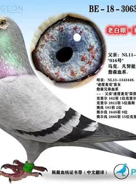 信鸽赛鸽种鸽成绩鸽血统鸽公棚鸽