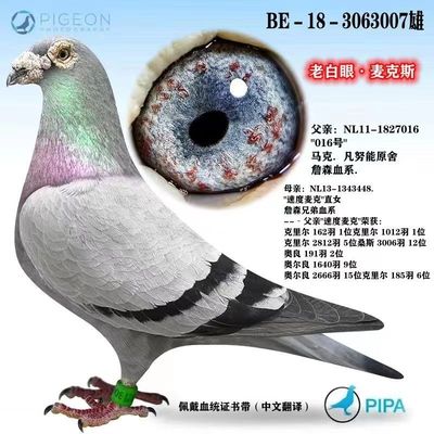 信鸽赛鸽种鸽成绩鸽血统鸽公棚鸽