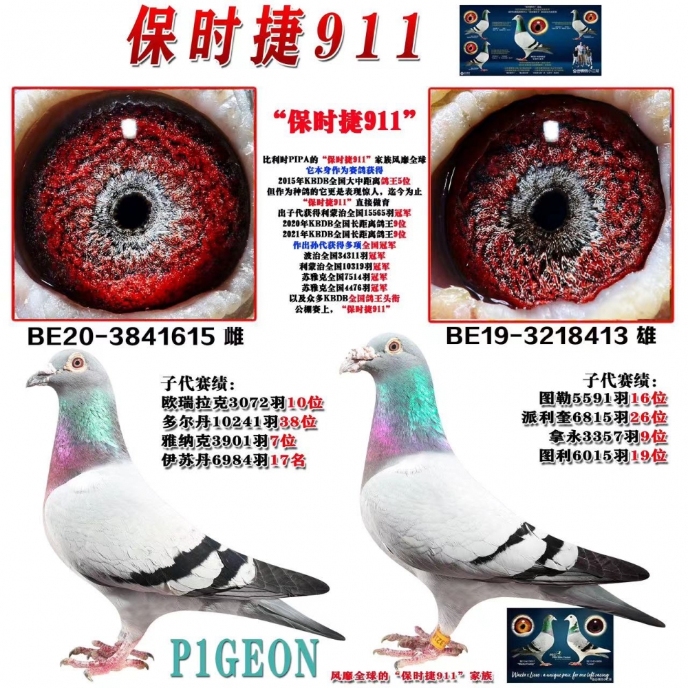 信鴿 鴿子公棚活體賽鴿成績(jī)鴿天落鳥 寵物血統(tǒng)鴿外原環(huán)異色鴿包郵