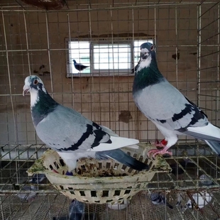 鸽子活体种鸽信鸽李鸟阿腾桑杰士吴淞黄金甲森林黑詹森盖比克拉克