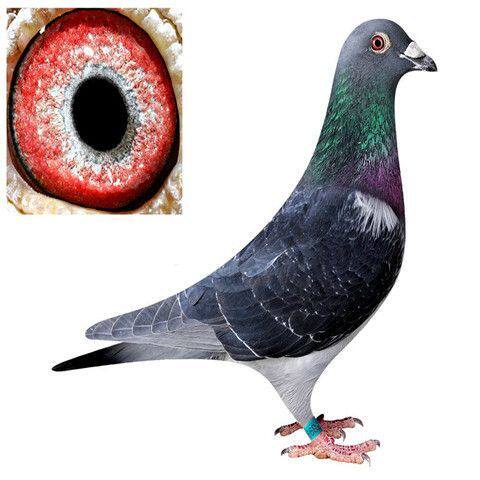 信鸽 赛鸽 种鸽 鸽子活体 黑金刚信鸽 纯黑幼鸽一对