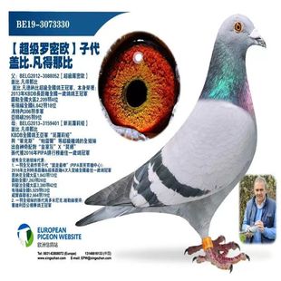 信鸽成绩鸽赛鸽原环种鸽子詹森信鸽大鼻子种鸽血统鸽成对鸽