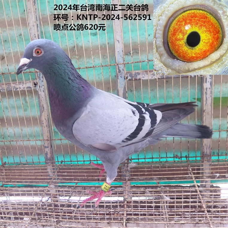 2024年台湾南海正二关台鸽  渔船台鸽 天落台鸽 喷点公鸽台湾鸽