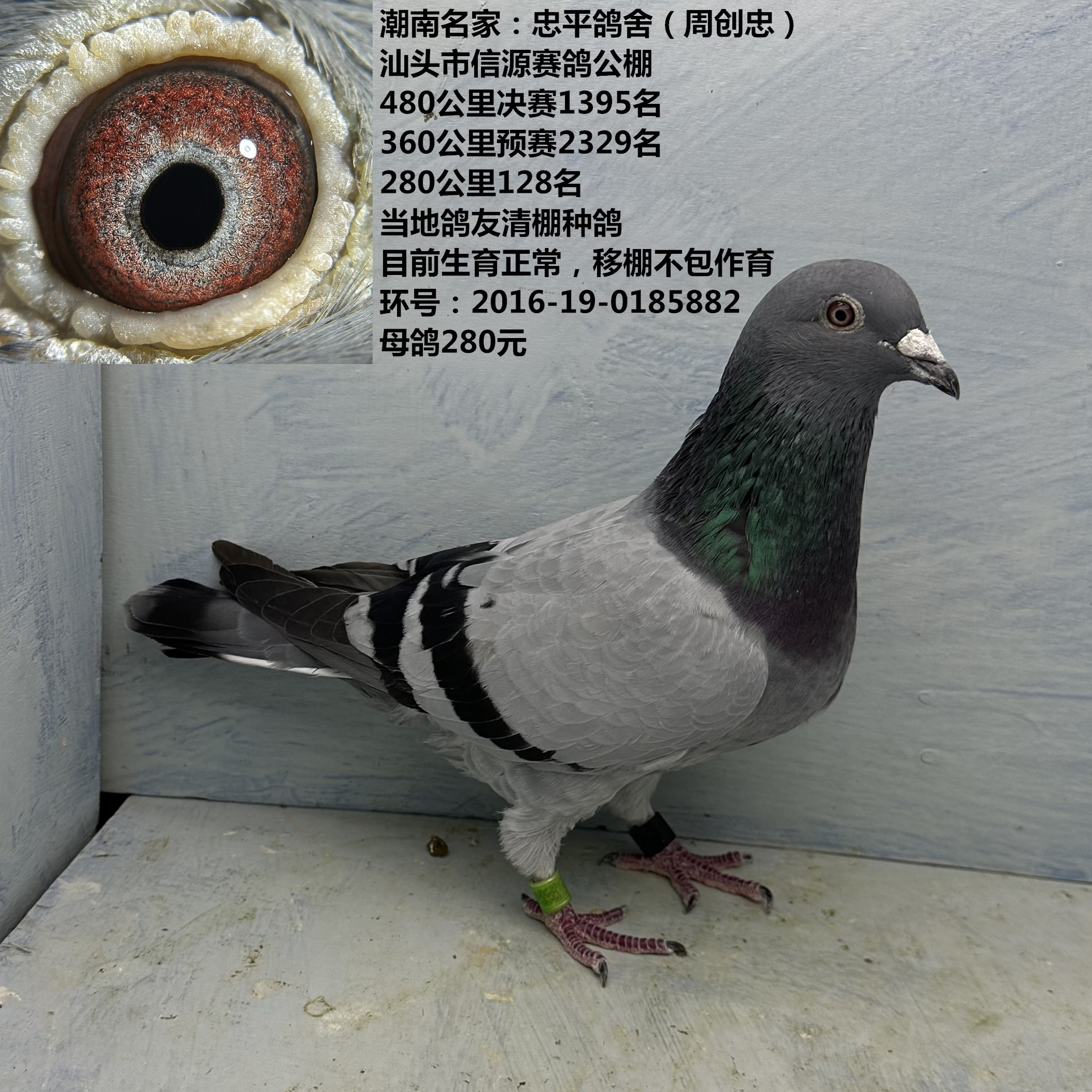 潮南名家:忠平鸽舍(周创忠)480公里1395名 280公里128名成绩鸽
