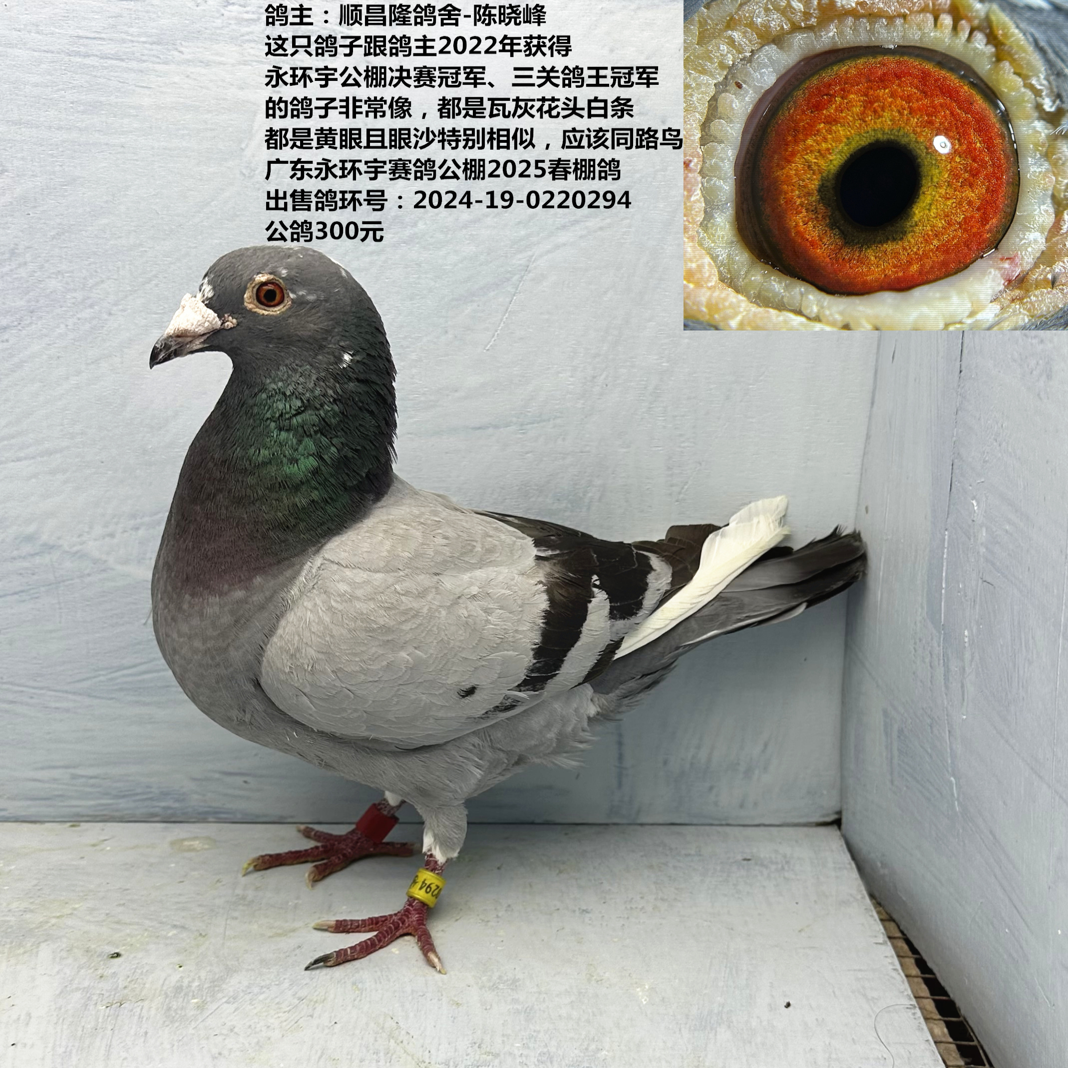 鴿主：順昌隆鴿舍-陳曉峰  鴿主2022年獲得 永環(huán)宇公棚決賽冠軍