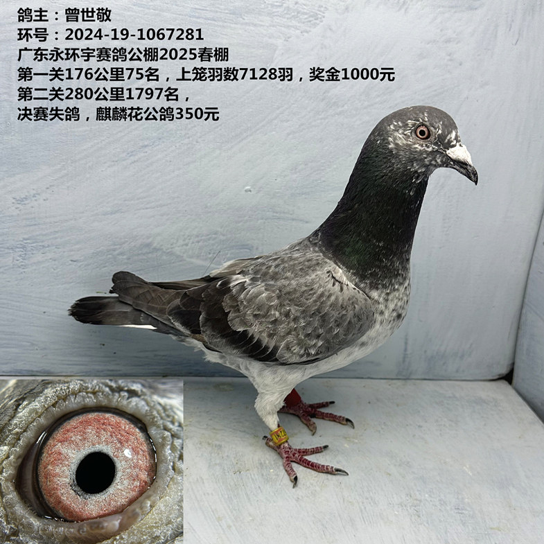 曾世敬 广东永环宇公棚第一关176公里75名上笼羽数7128羽 麒麟花