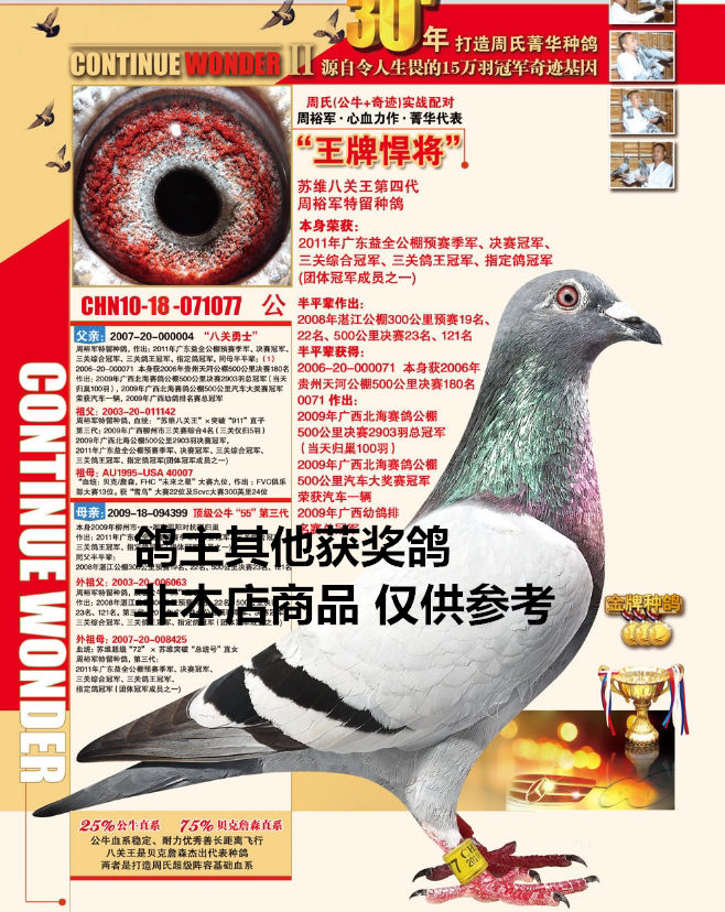 广西大名家:周裕军 汕头龙湖公棚鸽