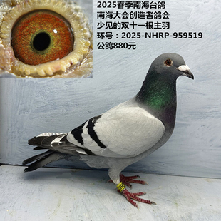 少见 南海大会创造者鸽会 双十一根主羽雄鸽 南海台鸽 2025春季