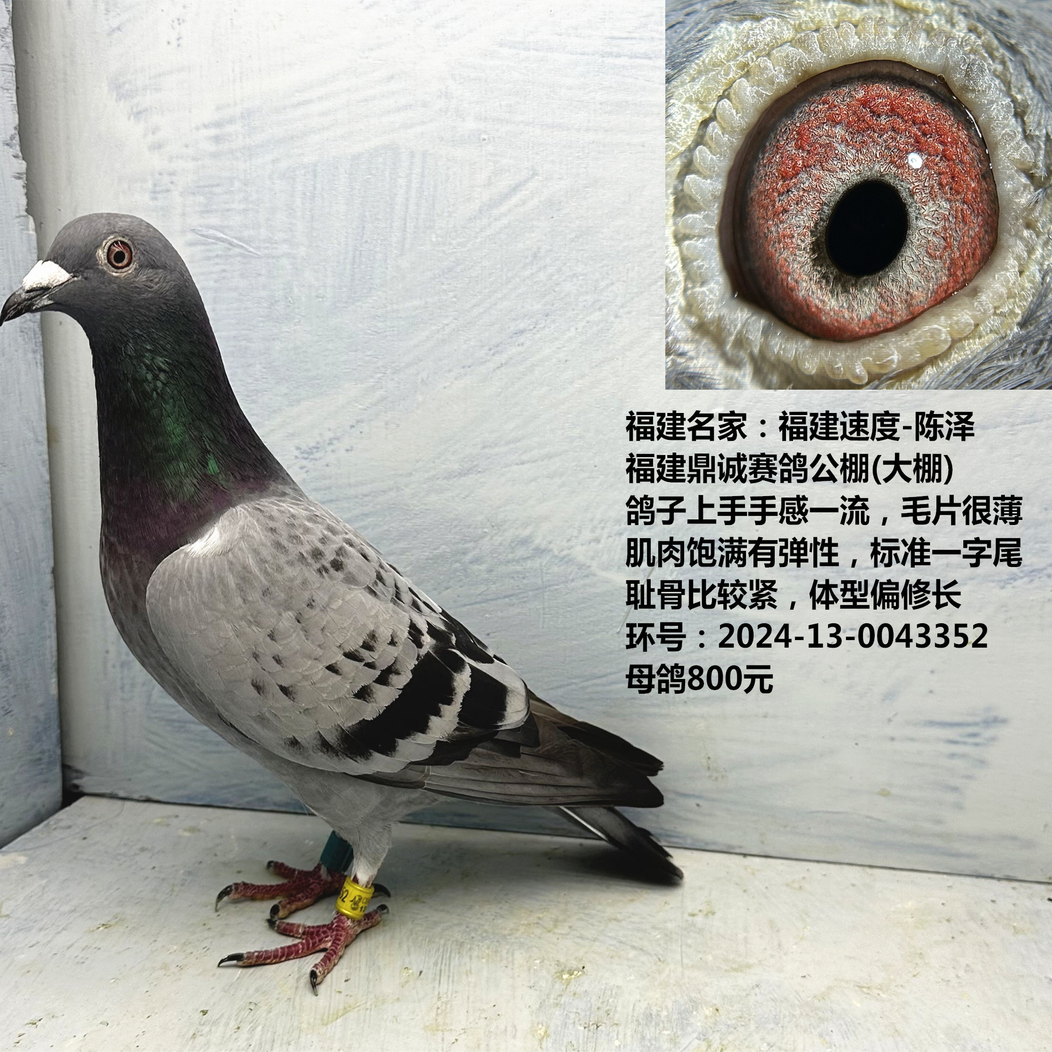 福建名家:福建速度-陈泽 福建鼎诚赛鸽公棚(大棚) 参赛费2000元