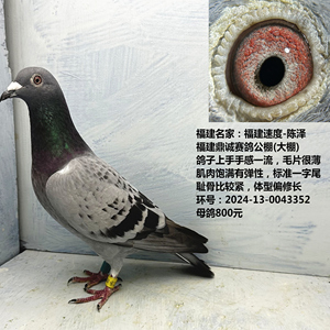 福建名家：福建速度-陈泽 福建鼎诚赛鸽公棚(大棚)  参赛费2000元