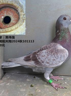 揭阳名家：黄伟强  揭阳天翔2024秋 红雨点公鸽 红色赛鸽