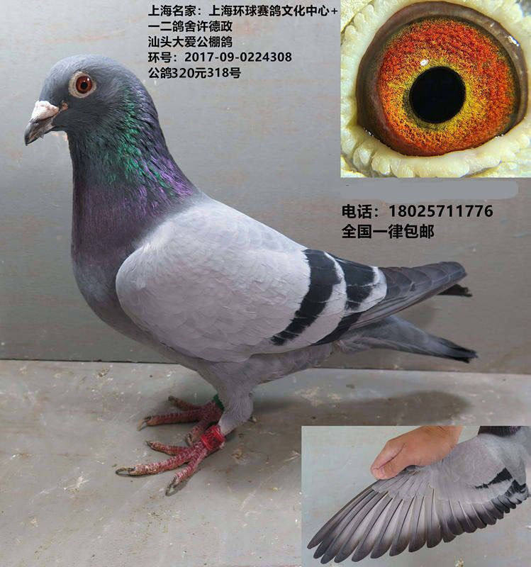 上海名家:上海环球赛鸽文化中心  公鸽子 赛鸽 种鸽 信鸽