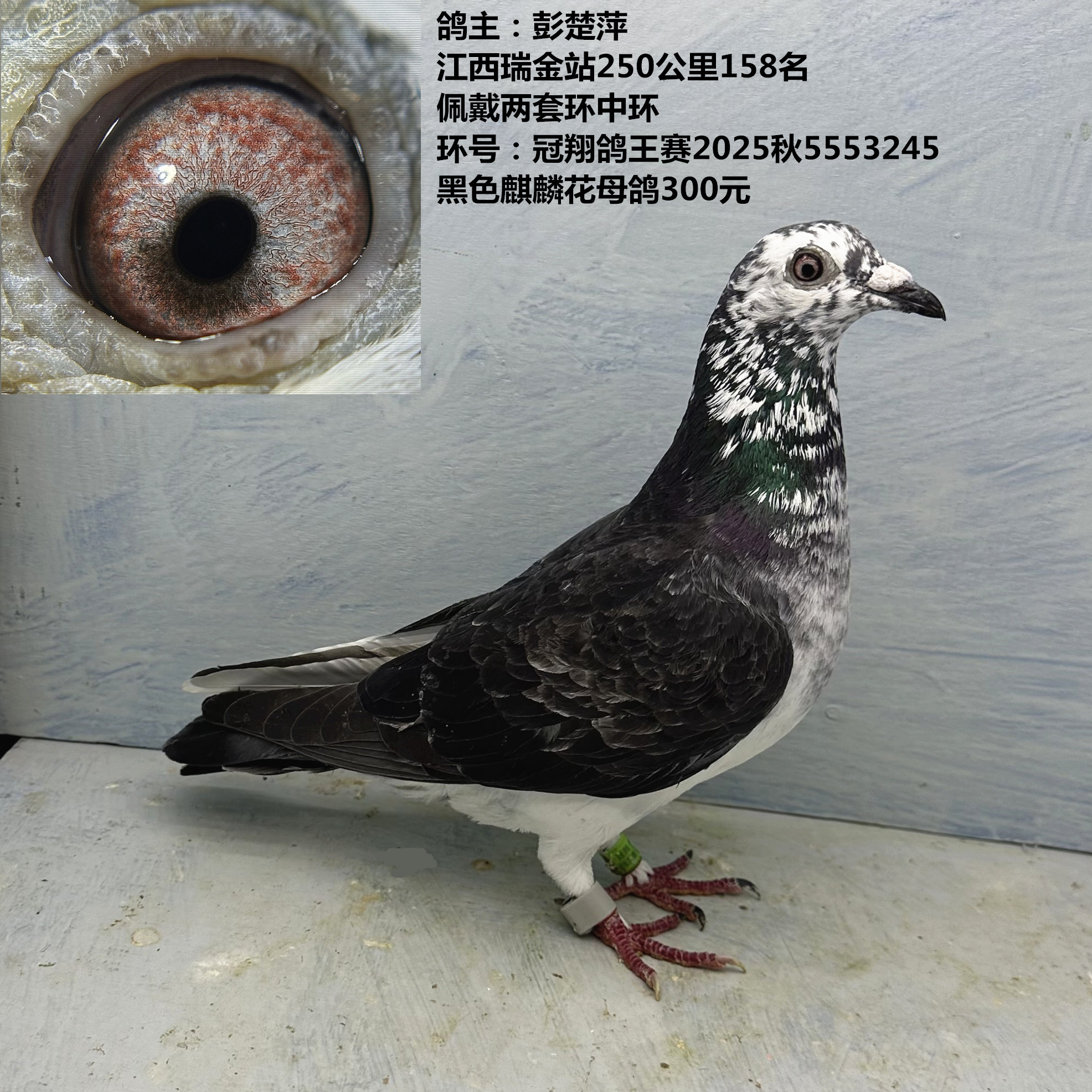 鸽主:彭楚萍 黑色麒麟花 江西瑞金站250公里158名 异色鸽