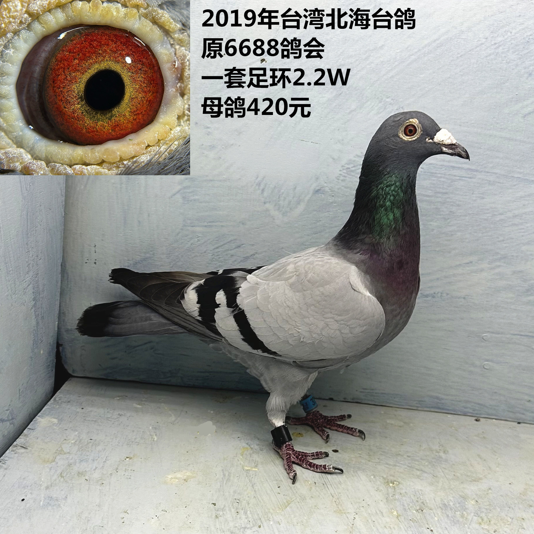 台湾原6688鸽会 足环参赛费2.2W 大鸽会 大赌注