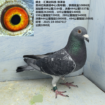 红枫公棚奖金10886元 499公里2164名 444公里5337名 指定26300元