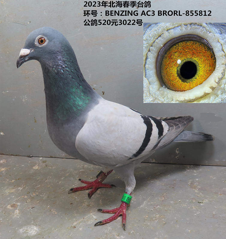 北海台鸽 台湾鸽 天落台鸽 2023春季台鸽 公鸽 种鸽 信鸽 赛鸽