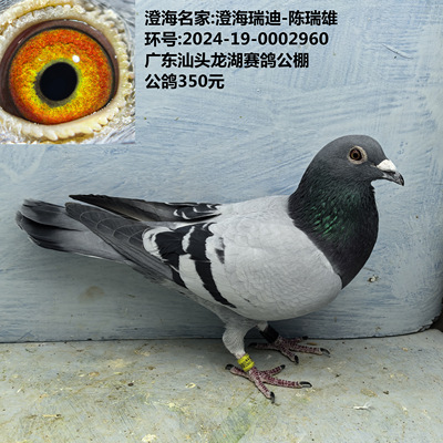 澄海名家:澄海瑞迪-陈瑞雄  广东汕头龙湖赛鸽公棚