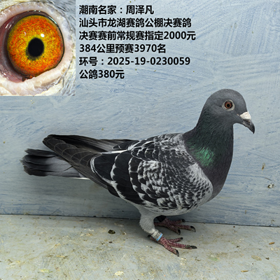 潮南名家：周泽凡 汕头市龙湖赛鸽公棚决赛鸽 384公里预赛3970名