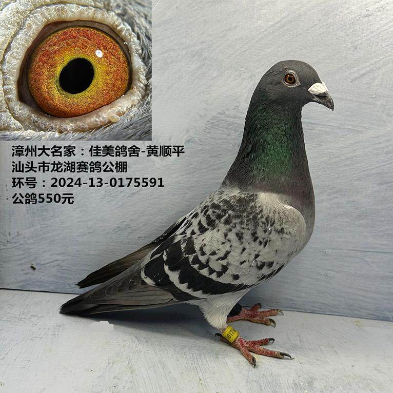 漳州大名家:佳美鸽舍-黄顺平 汕头市龙湖赛鸽公棚