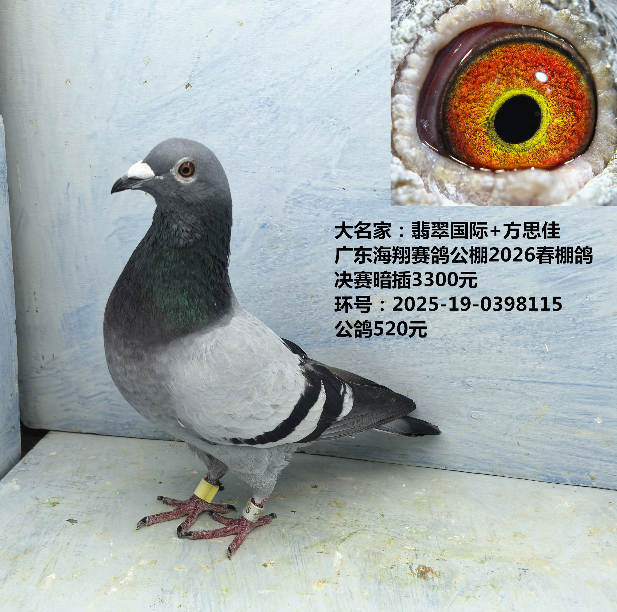大名家:翡翠国际+方思佳 海翔赛鸽公棚2026春棚鸽决赛暗插3300元