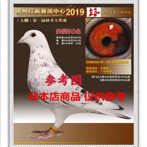 澄海大名家：许植勉 广东恒通公棚280公里4012名 上手有力