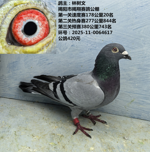 预赛380公里743名 277公里844名 揭翔赛鸽公棚 速度赛178公里20名