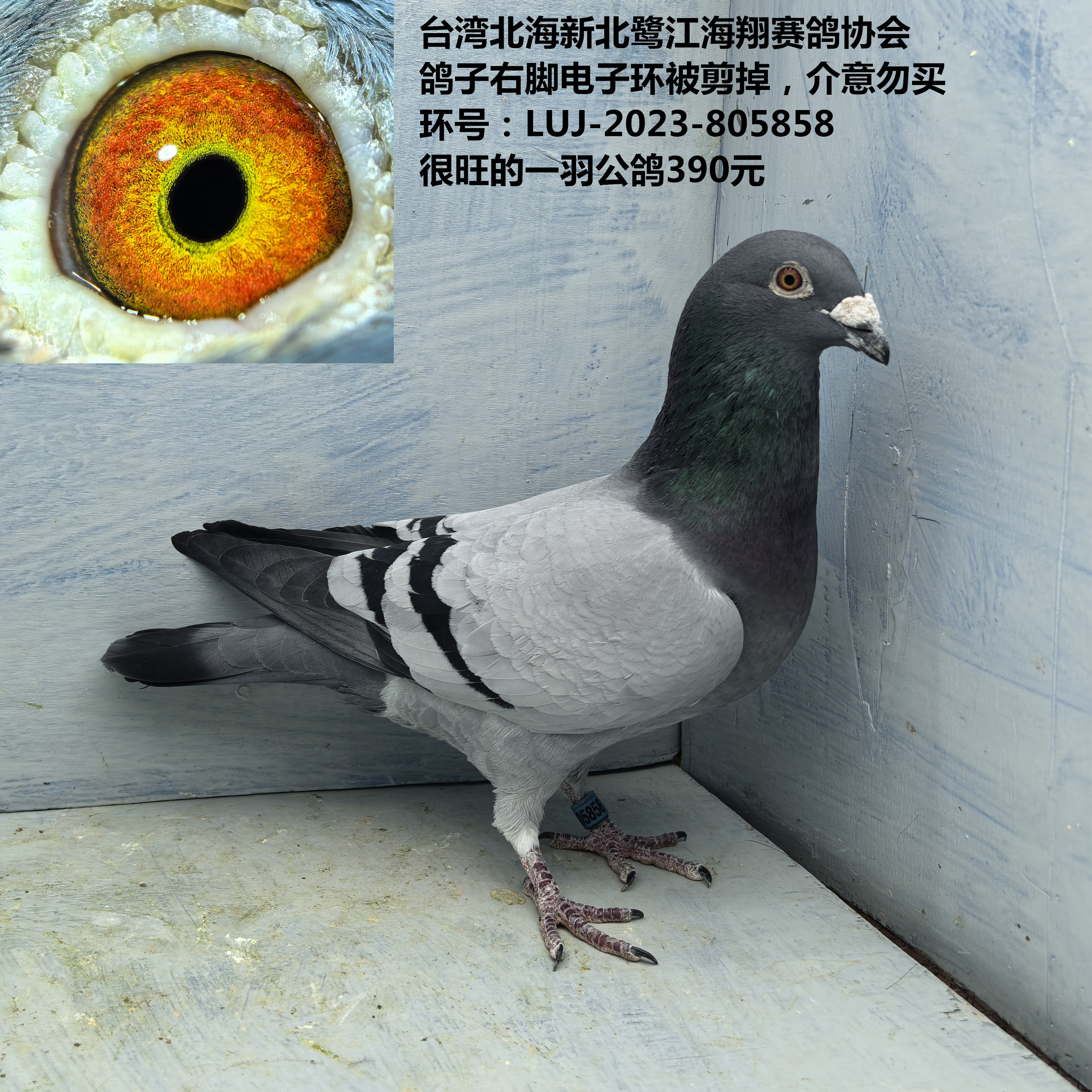 台湾北海新北鹭江海翔赛鸽协会 右脚电子环被剪掉，很旺的公鸽
