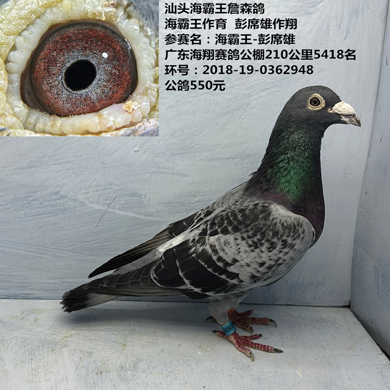 汕头海霸王詹森鸽 海霸王作育 彭席雄作翔 广东海翔赛鸽公棚