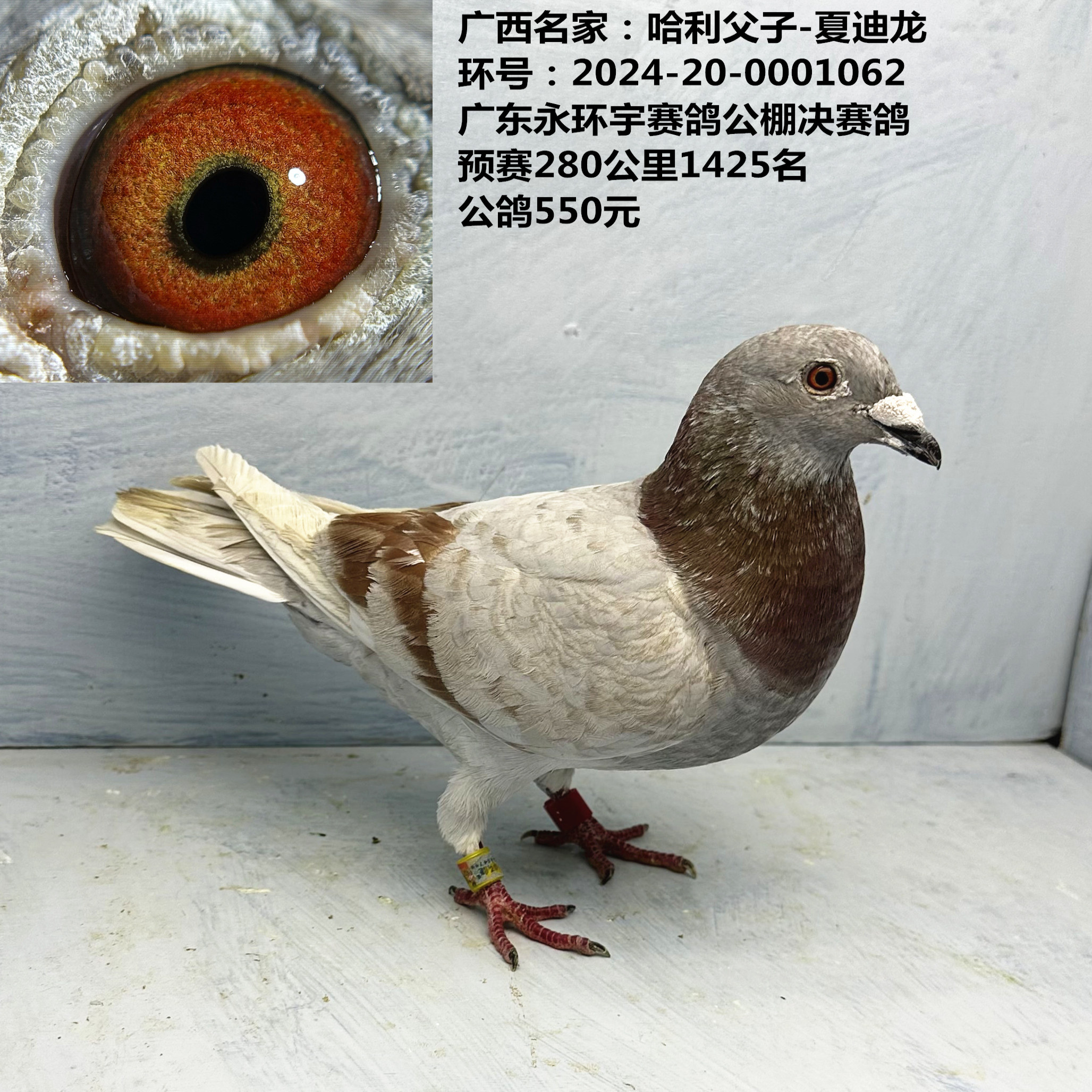 广西名家:哈利父子-夏迪龙 广东永环宇赛鸽公棚决赛鸽