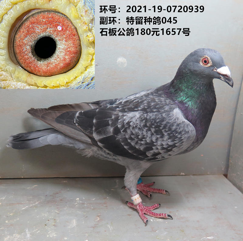 石板公鸽 特留种鸽 赛鸽 种鸽 信鸽