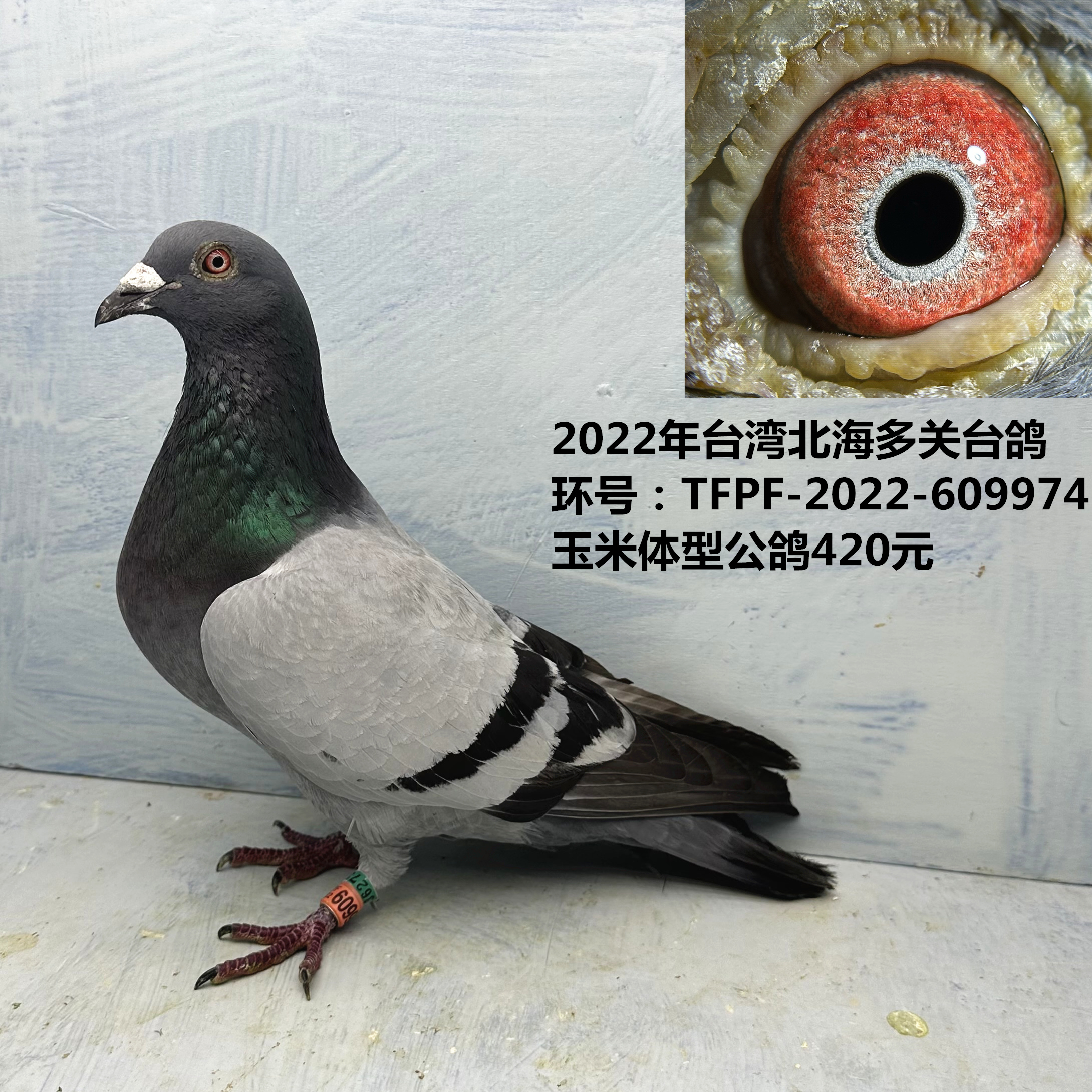 2022年台湾北海多关台鸽  玉米体型公鸽  台湾鸽 天落台鸽