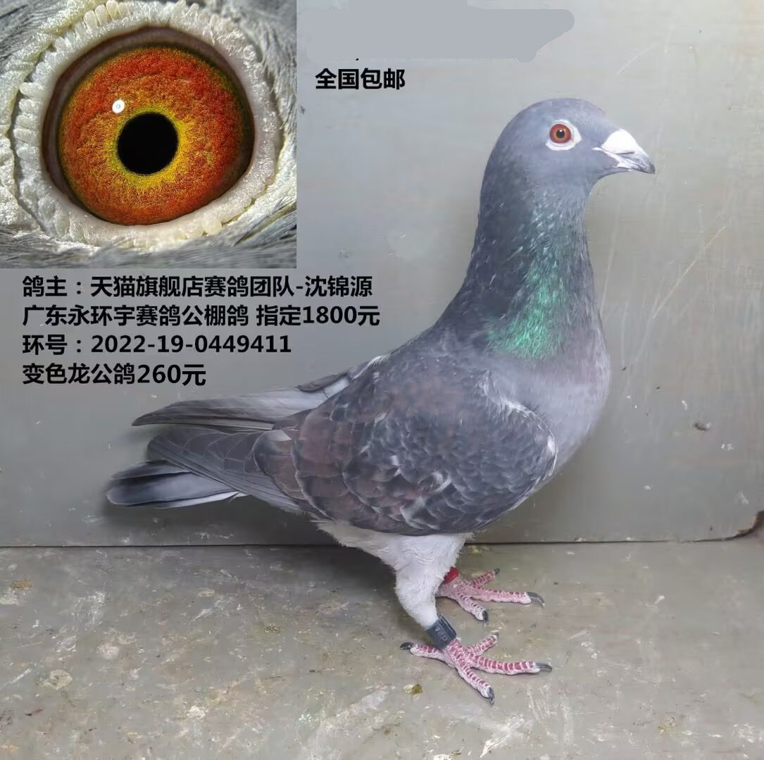 鸽主：沈锦源 广东永环宇赛鸽公棚鸽 指定1800元 变色龙 颜色鸽
