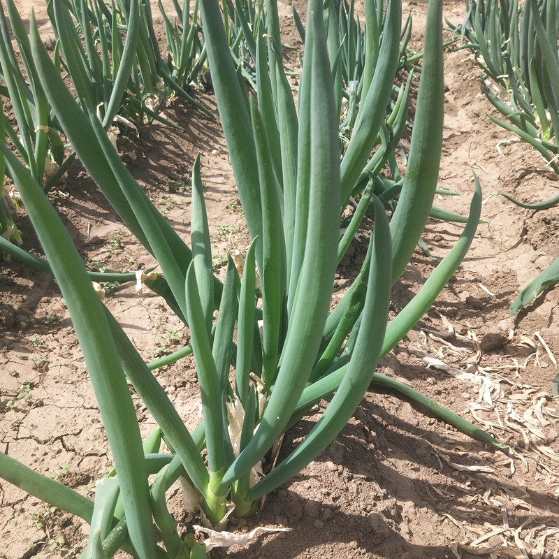 东北发芽葱农家园子笨葱露地大葱新鲜生吃发芽葱蘸酱菜3斤包邮