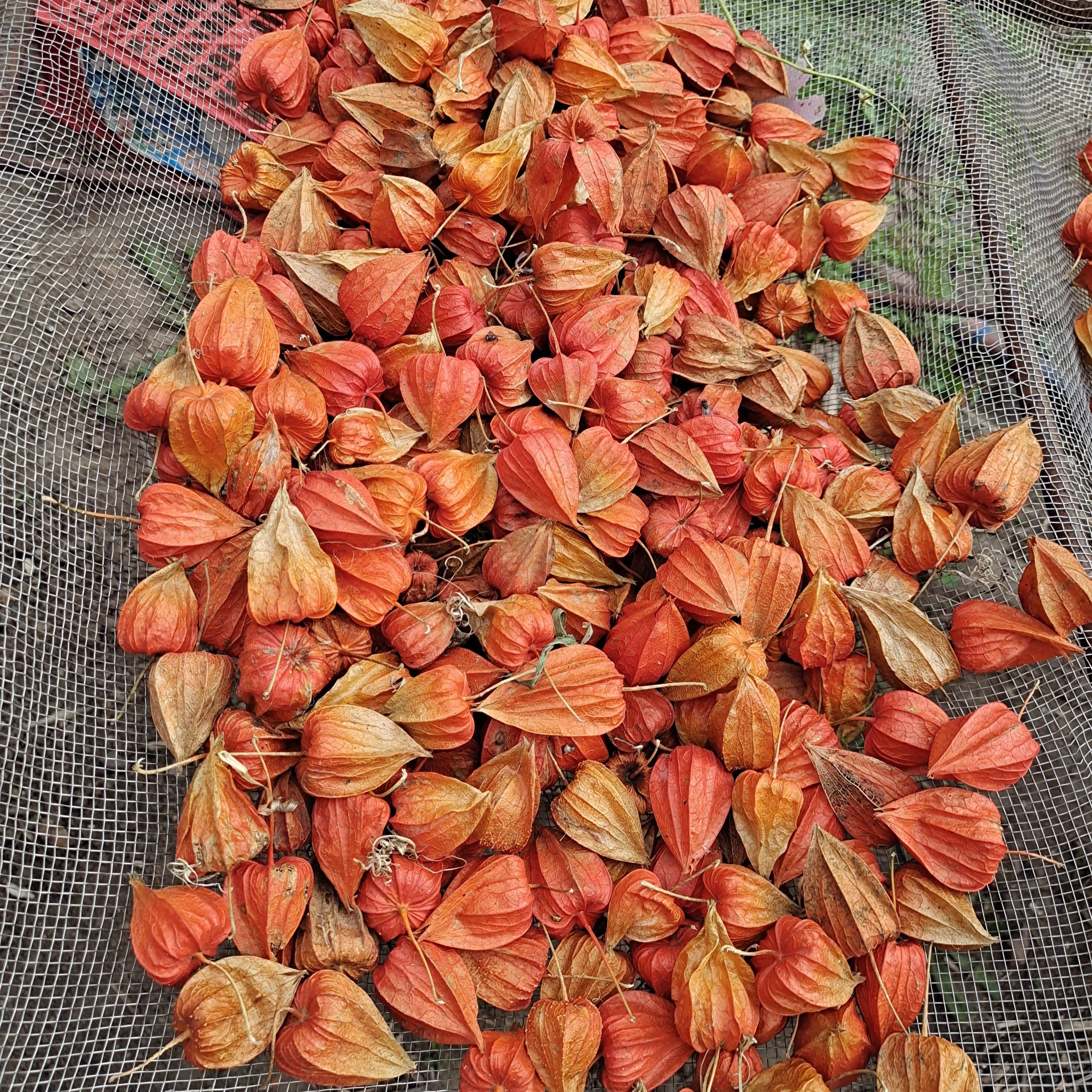 红菇娘果东北野生苦菇娘新鲜山菇娘中药材洋菇娘挂金灯2斤包邮