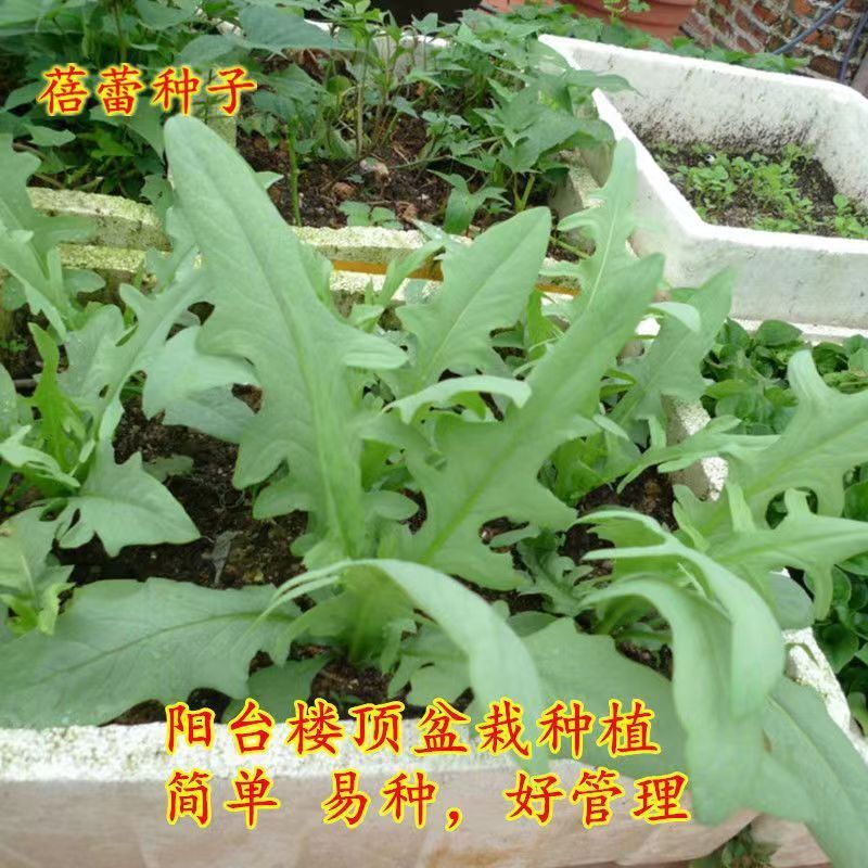 曲麻菜种子大全野菜苦菜种孑生菜蔬菜种籽原装种子大全