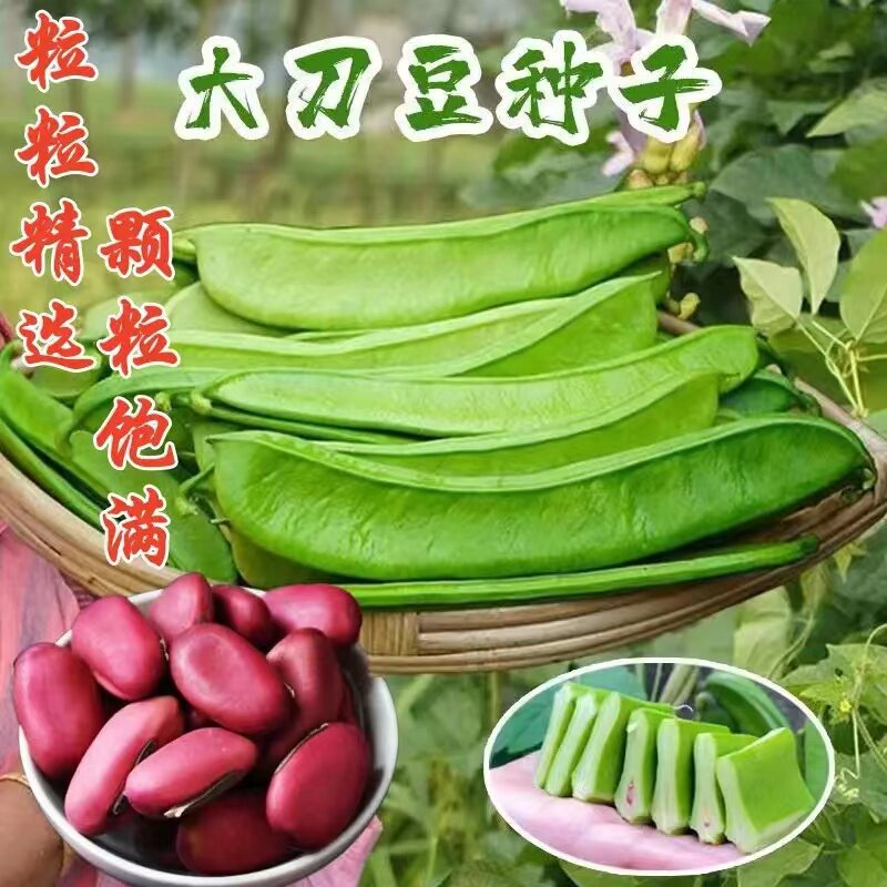 红大刀豆种子大全巨型大豆角孑巴西豆种籽原装种子大全