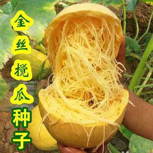 金丝搅瓜种子大全绞瓜粉丝南瓜鱼翅瓜种籽孑原装种子大全