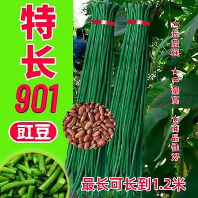 原种901豇豆种子大全豆橛子豆角长虹豆种籽原装种子大全