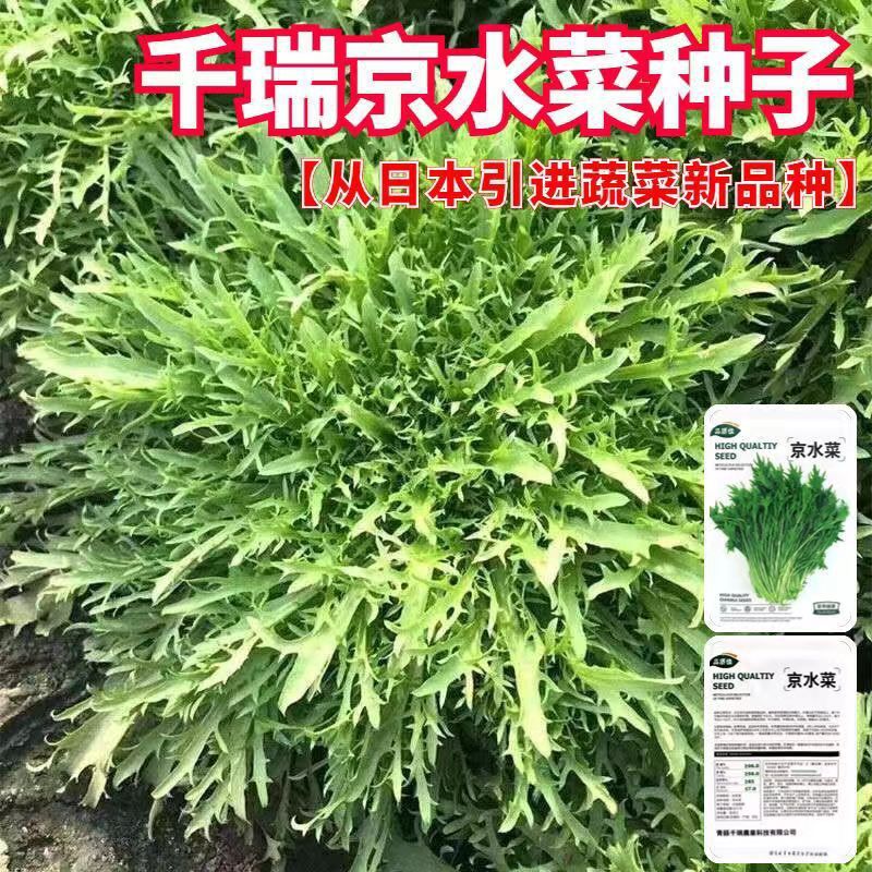 绿京水菜种子大全白梗千筋京水菜水晶菜种籽原装种子大全