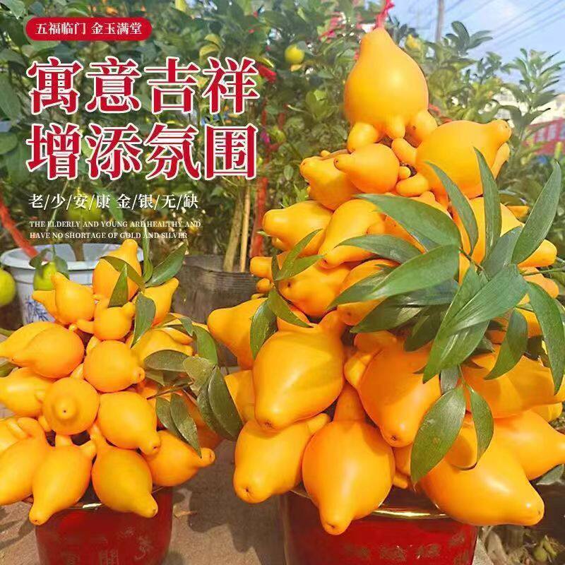 金银茄种子大全观赏金银茄种孑五指花卉种籽原装种子大全