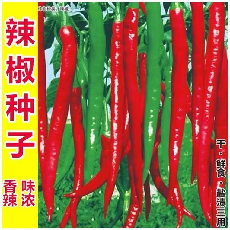 二金条辣椒种子大全二荆条朝天椒长线椒种籽原装种子大全