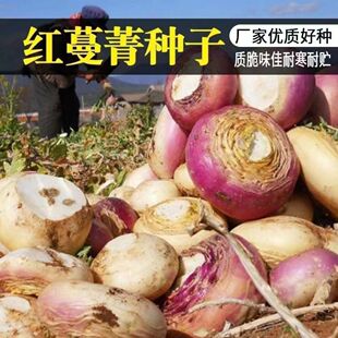 红圆蔓菁种子大全菁芜菁甜面菜孑诸葛菜种籽原装种子大全